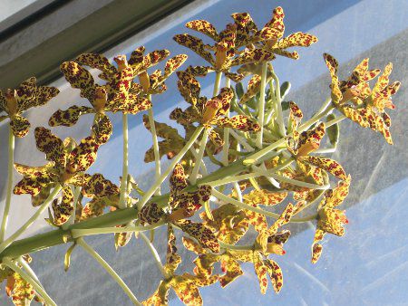 Grammatophyllum speciosum6