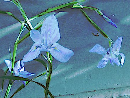 モラエア ポリスタキア Moraea Polystachya かぎけんweb モラエア ポリスタキア Moraea Polystachya かぎけんweb