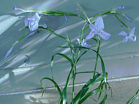 GAE|X^LAiMoraea polystachyaj