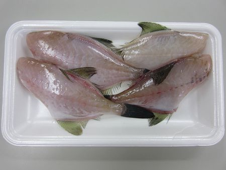 ウマヅラハギ 馬面剥 かぎけんweb ウマヅラハギ 馬面剥 かぎけんweb
