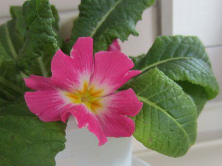 vE|AT(Primula polyantha)