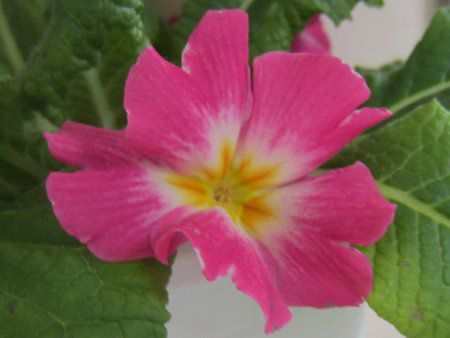 vE|AT(Primula polyantha)