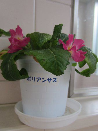 vE|AT(Primula polyantha)