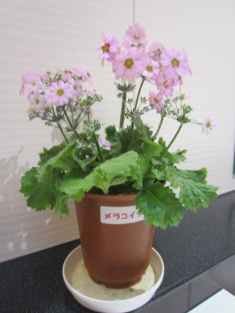 vE}RCfX(Primula malacoides)