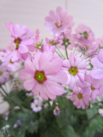 vE}RCfX(Primula malacoides)