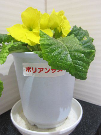 vE|AT(Primula polyantha) F