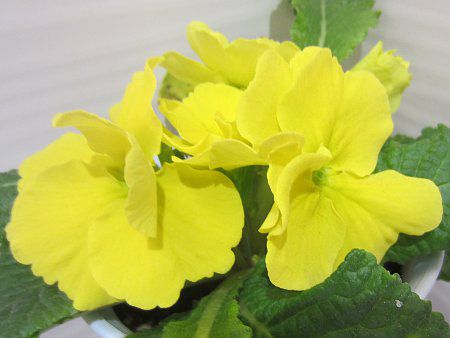 vE|AT(Primula polyantha) F