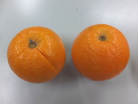 ネーブルオレンジ 厳選 ネーブルオレンジ1kg+250g(傷み補償分)【光センサー選別