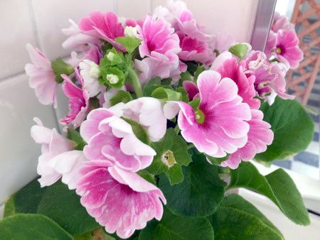 vEIuRjJ(Primula obconica)