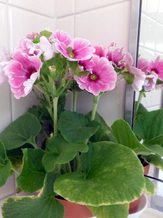 vEIuRjJ(Primula obconica)