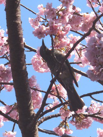オオカンザクラ 大寒桜 かぎけんweb