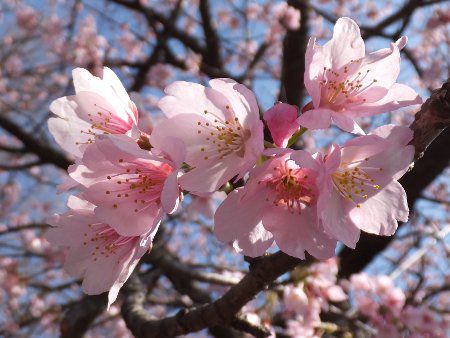 オオカンザクラ 大寒桜 かぎけんweb