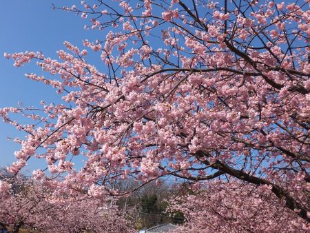 オオカンザクラ 大寒桜 かぎけんweb オオカンザクラ 大寒桜 かぎけんweb