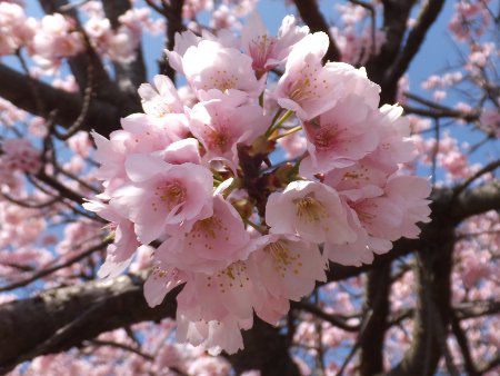 オオカンザクラ 大寒桜 かぎけんweb