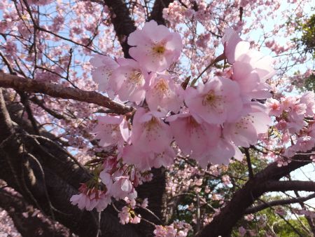 オオカンザクラ 大寒桜 かぎけんweb