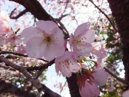 オオカンザクラ 大寒桜 かぎけんweb