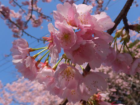 オオカンザクラ 大寒桜 かぎけんweb