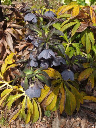 e[Y(Lenten rose)