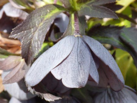 e[Y(Lenten rose)
