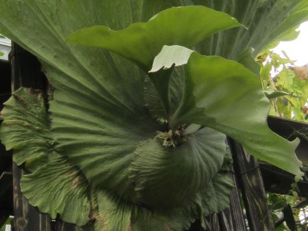 vveBPEE_iPlatycerium wandaej