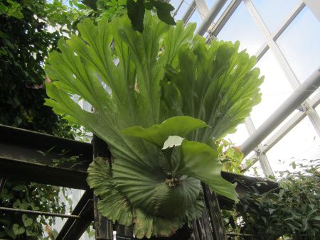 veBPEE_iPlatycerium wandaej