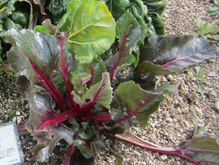 XCX`[h(Swiss chard)