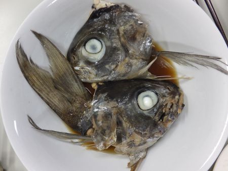 メダイ 目鯛 かぎけんweb
