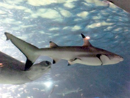 ツマグロ 端黒 かぎけんweb ツマグロ 端黒 かぎけんweb