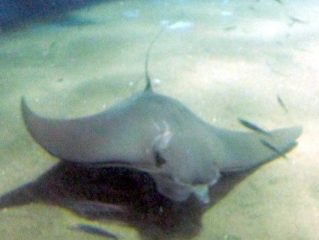 ウシバナトビエイ 牛鼻飛嬰 かぎけんweb