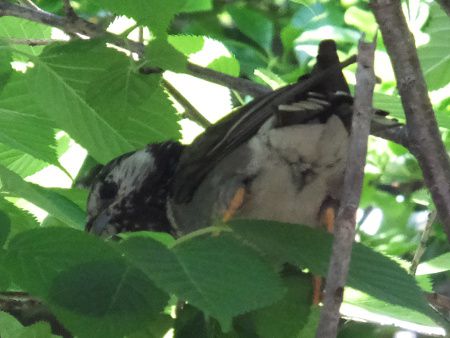 ムクドリ 椋鳥 かぎけんweb