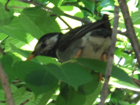 ムクドリ 椋鳥 かぎけんweb