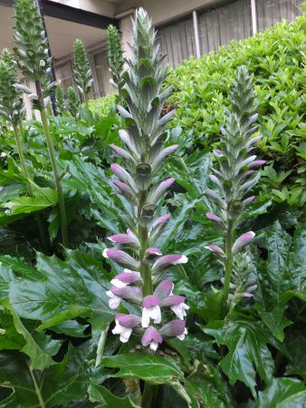 アカンサス Acanthus かぎけんweb