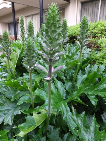 アカンサス Acanthus かぎけんweb