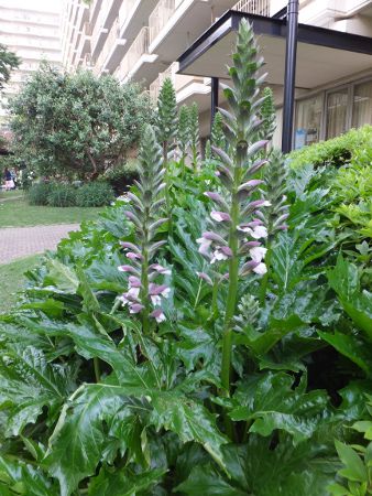 アカンサス Acanthus かぎけんweb