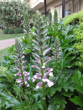 アカンサス Acanthus かぎけんweb