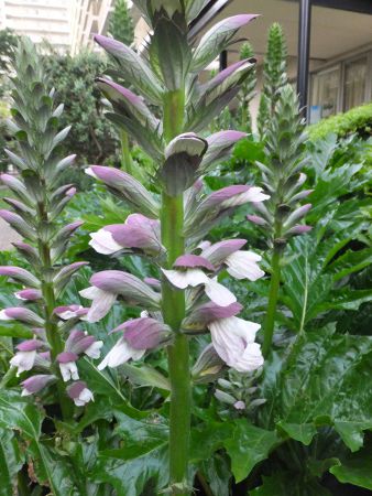 アカンサス Acanthus かぎけんweb