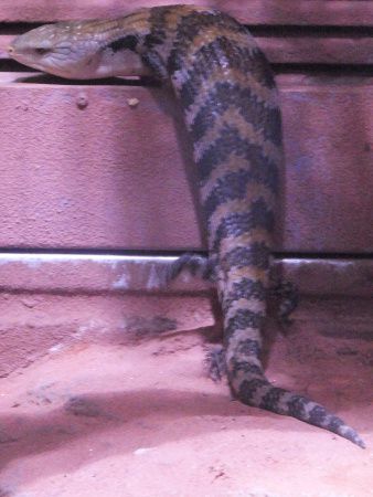 アオジタトカゲ 青舌蜥蜴 かぎけんweb アオジタトカゲ 青舌蜥蜴 かぎけんweb
