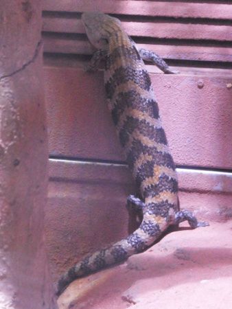 アオジタトカゲ 青舌蜥蜴 かぎけんweb アオジタトカゲ 青舌蜥蜴 かぎけんweb