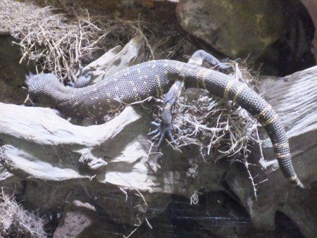 メキシコドクトカゲ かぎけんweb メキシコドクトカゲ かぎけんweb