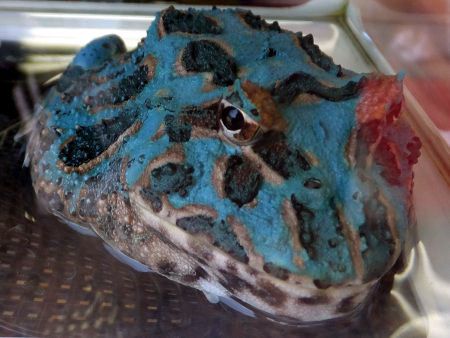 クランウェルツノガエル かぎけんweb