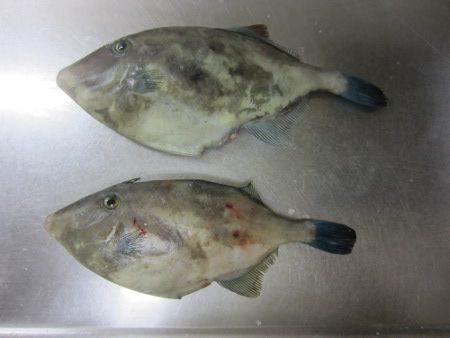 ウマヅラハギ 馬面剥 かぎけんweb ウマヅラハギ 馬面剥 かぎけんweb