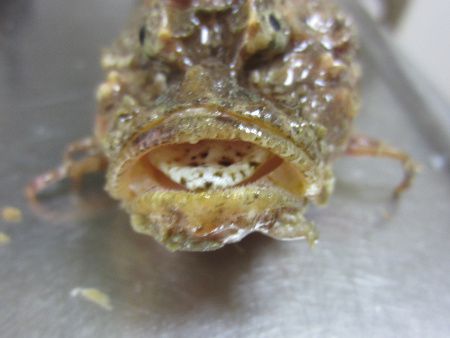 おこぜっと オニオコゼ（鬼虎魚）【かぎけんWEB】