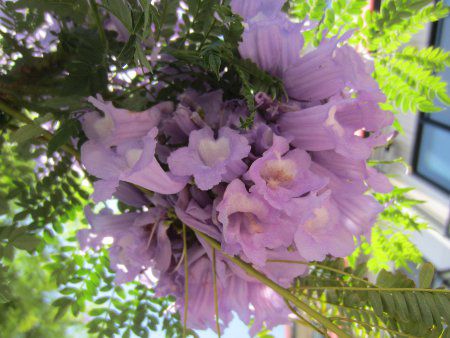 WJ_2(Jacaranda)