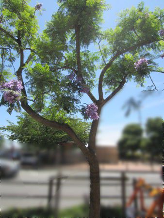 WJ_3(Jacaranda)