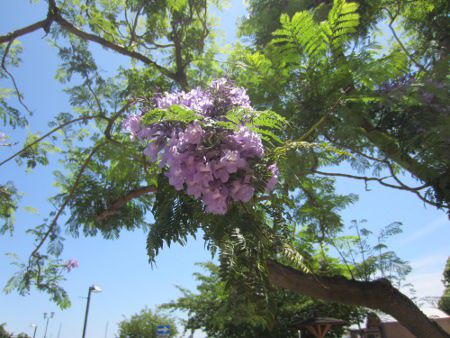 WJ_4(Jacaranda)
