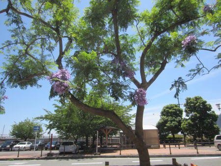 WJ_5(Jacaranda)