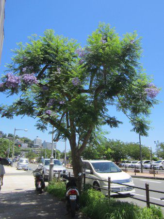 WJ_7(Jacaranda)