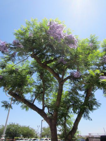 WJ_8(Jacaranda)