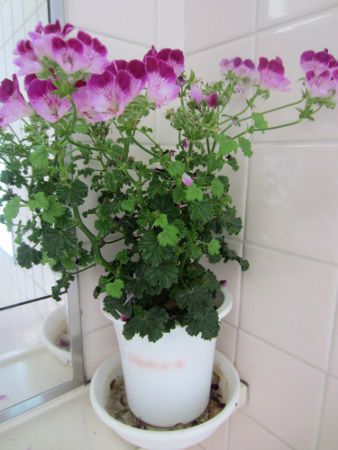 ySjE(Pelargonium)