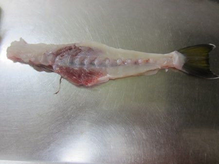 シロサバフグ 白鯖河豚 かぎけんweb